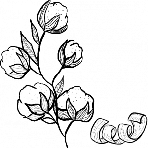 bio acétate ozed